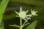 Rattlesnakemaster